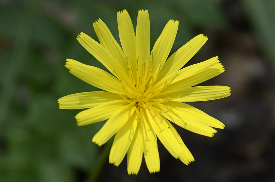 Aposeris foetida / Lattuga fetida